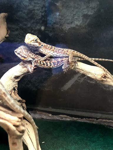 Pet Store «Super Pets», reviews and photos, 9403 E Las Tunas Dr, Temple City, CA 91780, USA