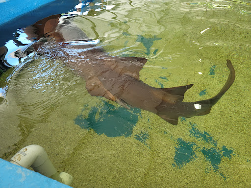 Aquarium «St. Augustine Aquarium», reviews and photos, 2045 FL-16, St Augustine, FL 32084, USA