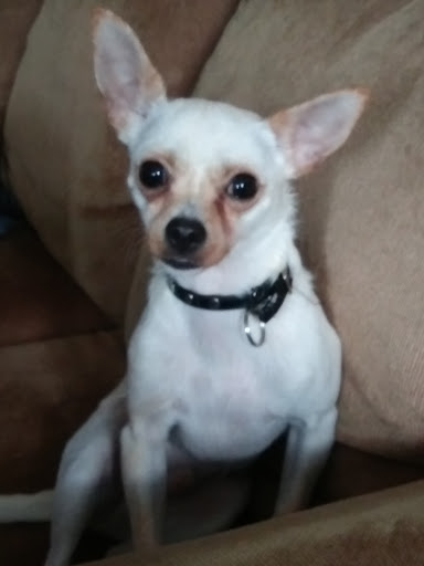 Pet Supply Store «Pet Supplies Plus», reviews and photos, 6030 S Pennsylvania Ave, Lansing, MI 48911, USA