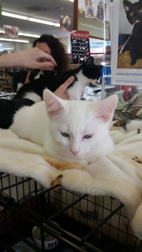 Pet Supply Store «Pet Food Express», reviews and photos, 3160 20th Ave, San Francisco, CA 94132, USA