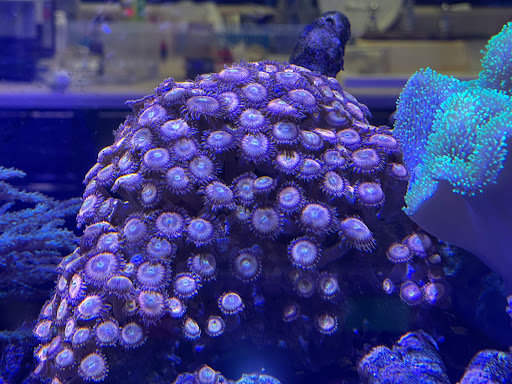 Pet Store «Corals and Fins», reviews and photos, 5011 W Hillsborough Ave, Tampa, FL 33634, USA
