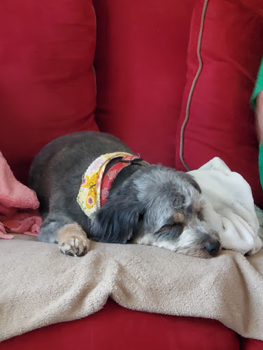 Pet Groomer «A Klassy Lassie, LLC», reviews and photos, 30 Old Jackson Rd, McDonough, GA 30252, USA