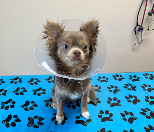 Meridian Veterinary Clinic image