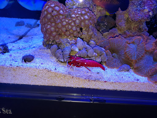 Tropical Fish Store «Ocean Blue Aquarium», reviews and photos, 2246 Aloma Ave, Winter Park, FL 32792, USA