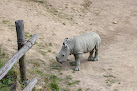 Rhinocéros blanc (41) Hagondange
