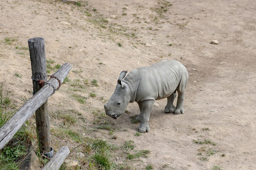 Rhinocéros blanc (41) à Hagondange