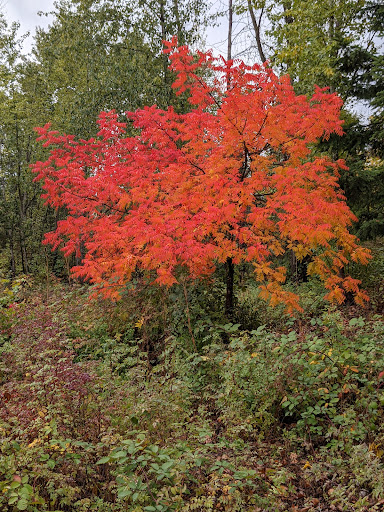 Park «Tukwila Pond Park», reviews and photos, 299 Strander Blvd, Tukwila, WA 98188, USA