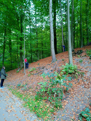 Grafenberg Forest