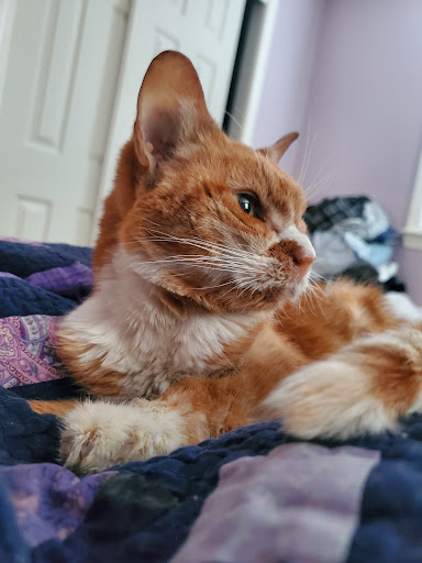 Taunton Cat Hospital image