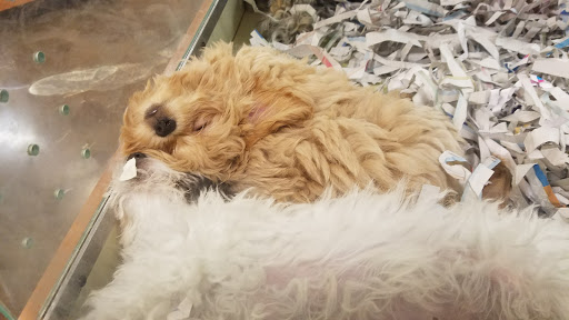 Pet Store «Barkworks», reviews and photos, 1118 Galleria At Tyler, Riverside, CA 92503, USA