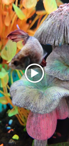 Pet Store «Tropic Waters», reviews and photos, 3015 E Hamilton Ave, Eau Claire, WI 54701, USA