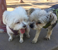 Pet Prodigy - Photo 1 - Car repair in , Chandler