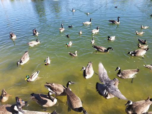 Park «Lorenzi Park», reviews and photos, 3343 W Washington Ave, Las Vegas, NV 89107, USA