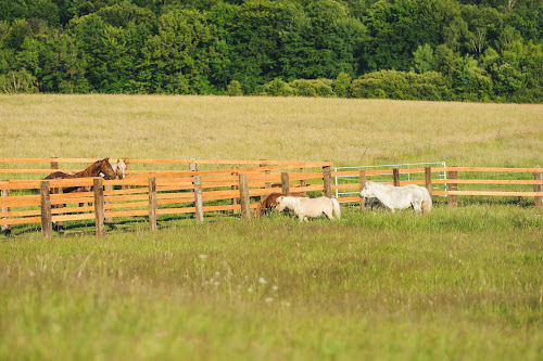 Ranch de lauzerat / cg reining horses à Masseret
