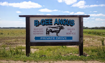 B-Gee Angus