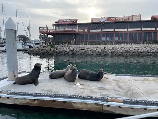 Sail Channel Islands image