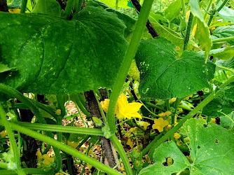 Sanford Community Garden