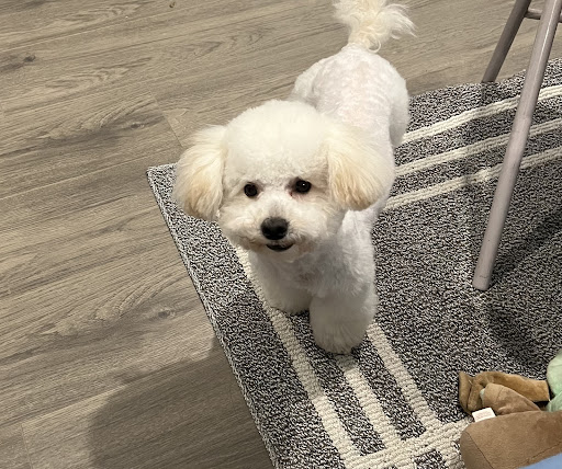 Paw Paw Pet Grooming image