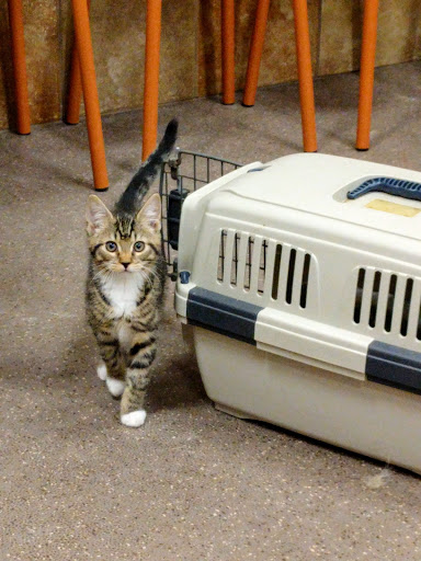 Pet Supply Store «PetSmart», reviews and photos, 2534 South Rd, Poughkeepsie, NY 12601, USA