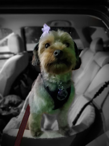 Pet Groomer «Happy Tails Pet Center», reviews and photos, 4370 SE King Rd Ste 260, Milwaukie, OR 97222, USA