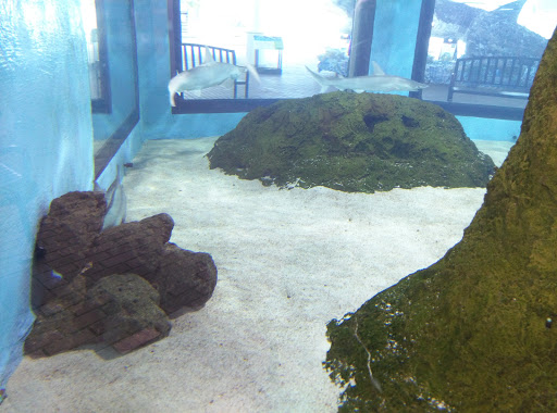Aquarium «Mote Marine Laboratory & Aquarium», reviews and photos, 1600 Ken Thompson Pkwy, Sarasota, FL 34236, USA