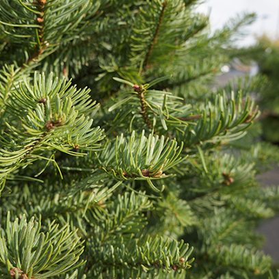 Christmas Tree Lot at Green Acres Nursery & Supply | Folsom