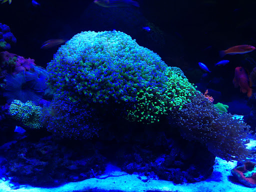 Aquarium «VIP Reef Aquarium», reviews and photos, 16300 SW 137th Ave #121, Miami, FL 33177, USA