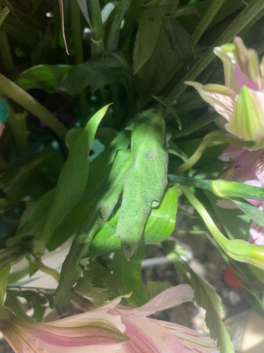 Florist «Floral Concepts», reviews and photos, 11261 Richmond Ave G109, Houston, TX 77082, USA