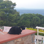 Photo n°4 de l'avis de andrea.l fait le 12/08/2023 à 12:46 sur le  Hotel Arenella à Isola del Giglio