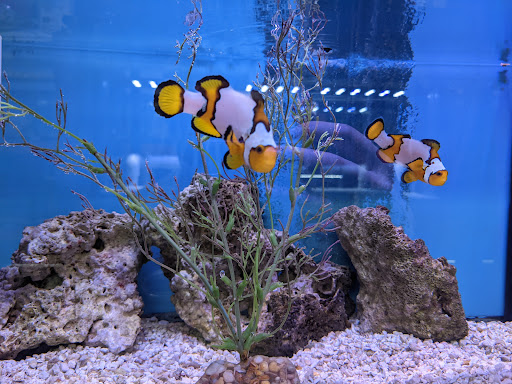 Tropical Fish Store «Aquariums By JJ», reviews and photos, 33 Hamburg Turnpike, Riverdale, NJ 07457, USA