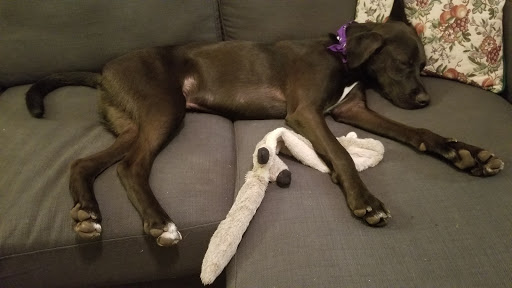 Pet Supply Store «Pet Supermarket, Inc.», reviews and photos, 3911 Lemmon Ave, Dallas, TX 75219, USA