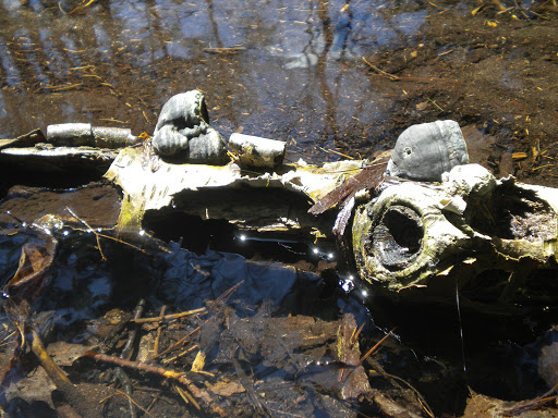 Nature Preserve «Bergen Swamp Preservation Society», reviews and photos, 6646 Hessenthaler Rd, Byron, NY 14422, USA