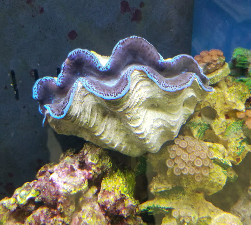 Pet Store «Petland Discounts - LI City», reviews and photos, 34-60 48th Ave, Queens, NY 11101, USA