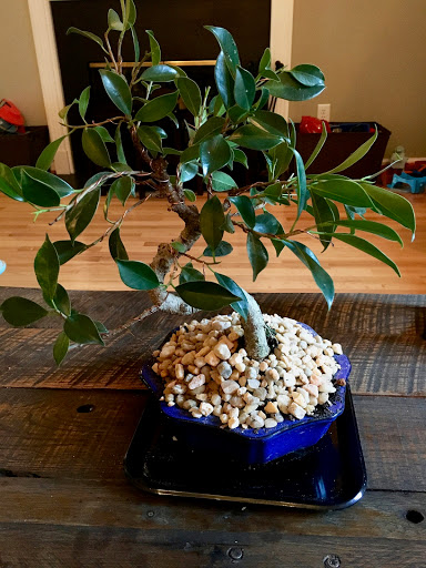 The Painted Lady Bonsai
