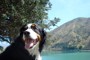 Canine Physio NZ