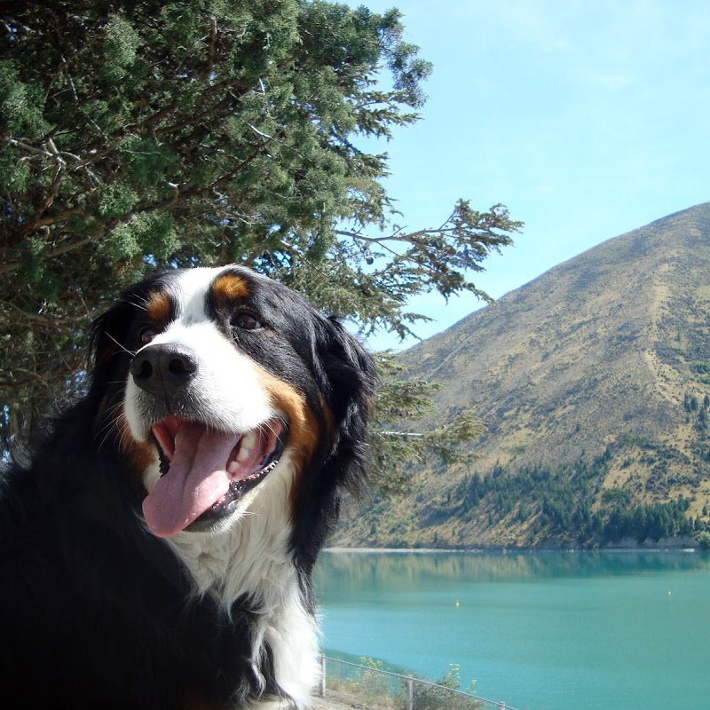 Canine Physio NZ