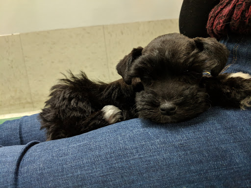 Pet Store «Petland Fairfax», reviews and photos, 9404 Main Street, Fairfax, VA 22031, USA