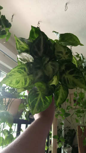 Florist «White Bear Floral Shop & Greenhouse», reviews and photos, 3550 Hoffman Rd E, White Bear Lake, MN 55110, USA