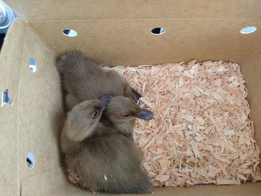 Pet Store «Co-Op Supply», reviews and photos, 2901 State St, Everett, WA 98201, USA