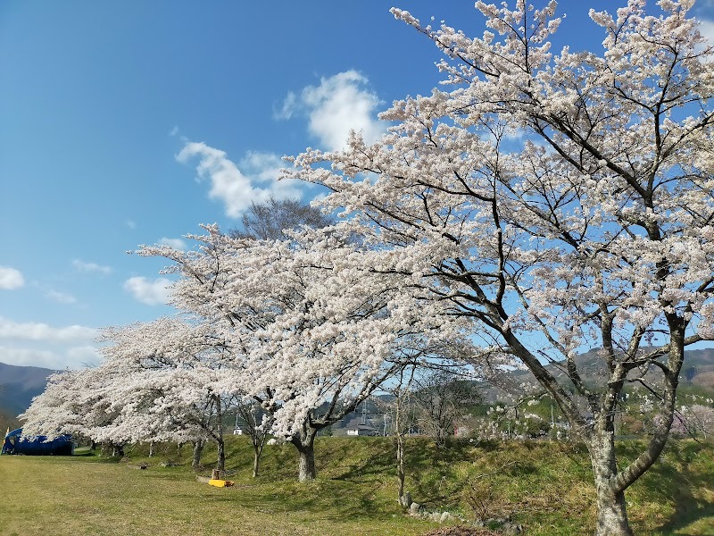 太田河川敷の桜