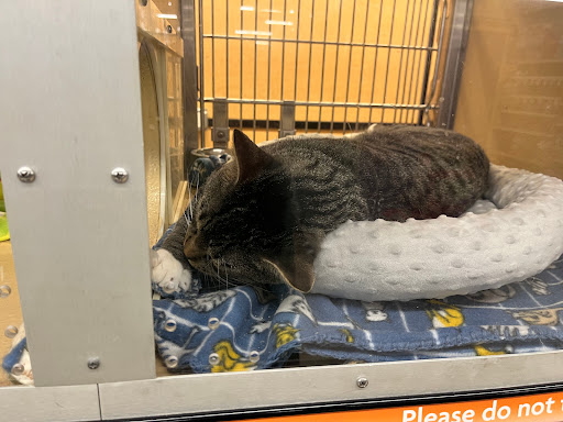 Pet Supply Store «PetSmart», reviews and photos, 1386 Atwood Ave, Johnston, RI 02919, USA