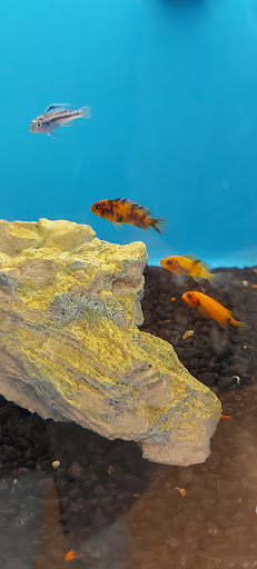 Pet Supply Store «PetSmart», reviews and photos, 162 S Gary Ave, Bloomingdale, IL 60108, USA