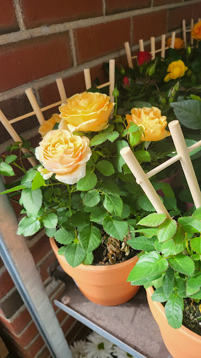 Supermarket «Big Y», reviews and photos, 62 W Main St, Spencer, MA 01562, USA