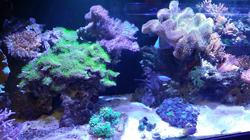 Tropical Fish Store «Aquarium Concepts», reviews and photos, 6920 Amador Plaza Rd, Dublin, CA 94568, USA