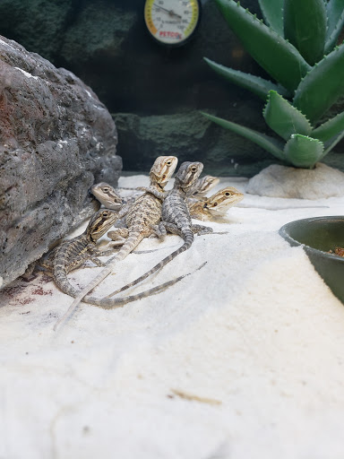 Pet Supply Store «Petco Animal Supplies», reviews and photos, 1621 Emmet St N, Charlottesville, VA 22901, USA