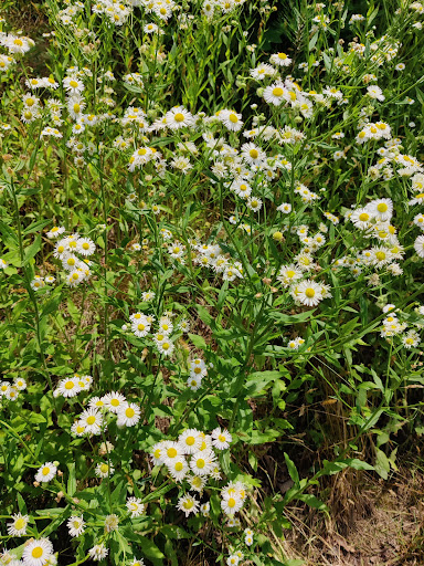 Winery «Cartecay Vineyards», reviews and photos, 5704 Clear Creek Rd, Ellijay, GA 30536, USA