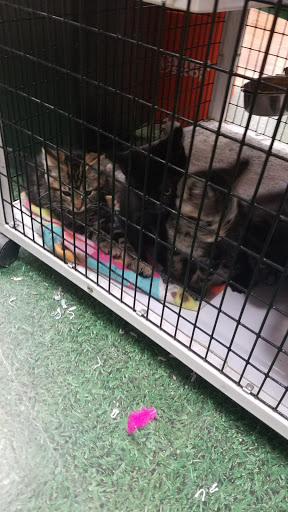 Pet Supply Store «Pet Supermarket», reviews and photos, 545 Cool Springs Blvd, Franklin, TN 37067, USA