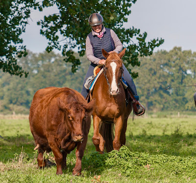 Haras de Nonant Le Pin à Nonant-le-Pin