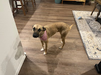 PREMIER PETS GROOMING and Day Camp - Photo 8 - Car repair in Rio Rancho, NM, Rio Rancho