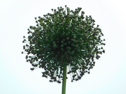 Heritage Museum «Hillwood Estate, Museum & Gardens», reviews and photos, 4155 Linnean Ave NW, Washington, DC 20008, USA